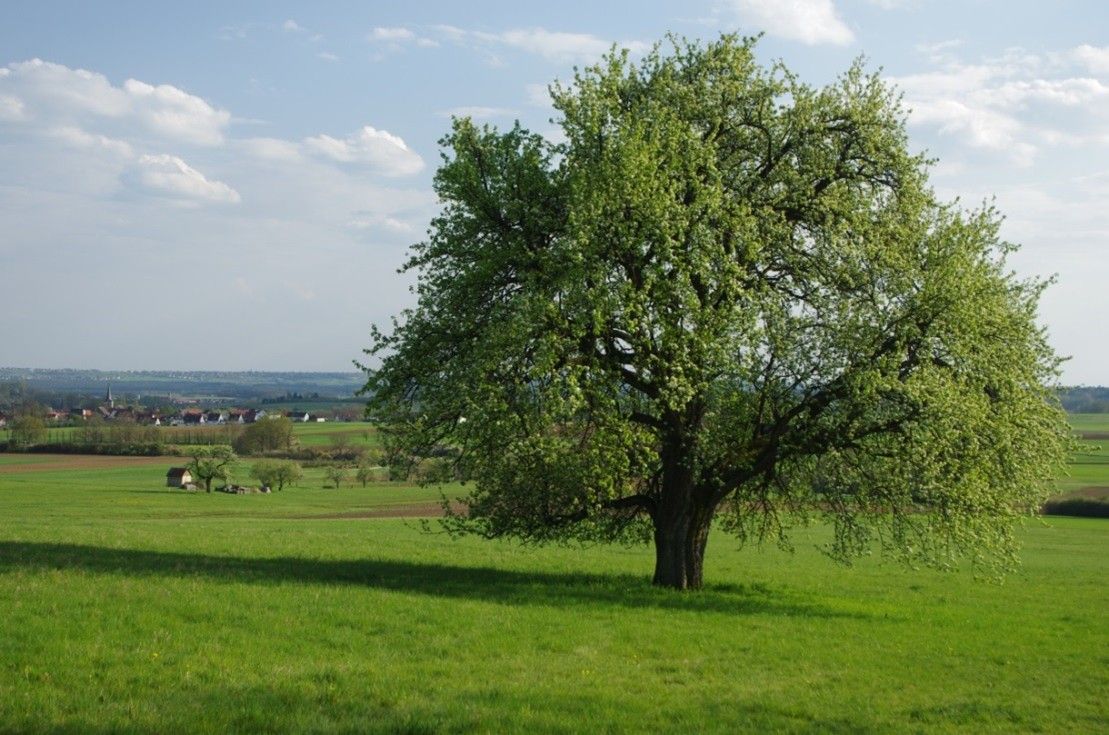 Birnbaum Niedling