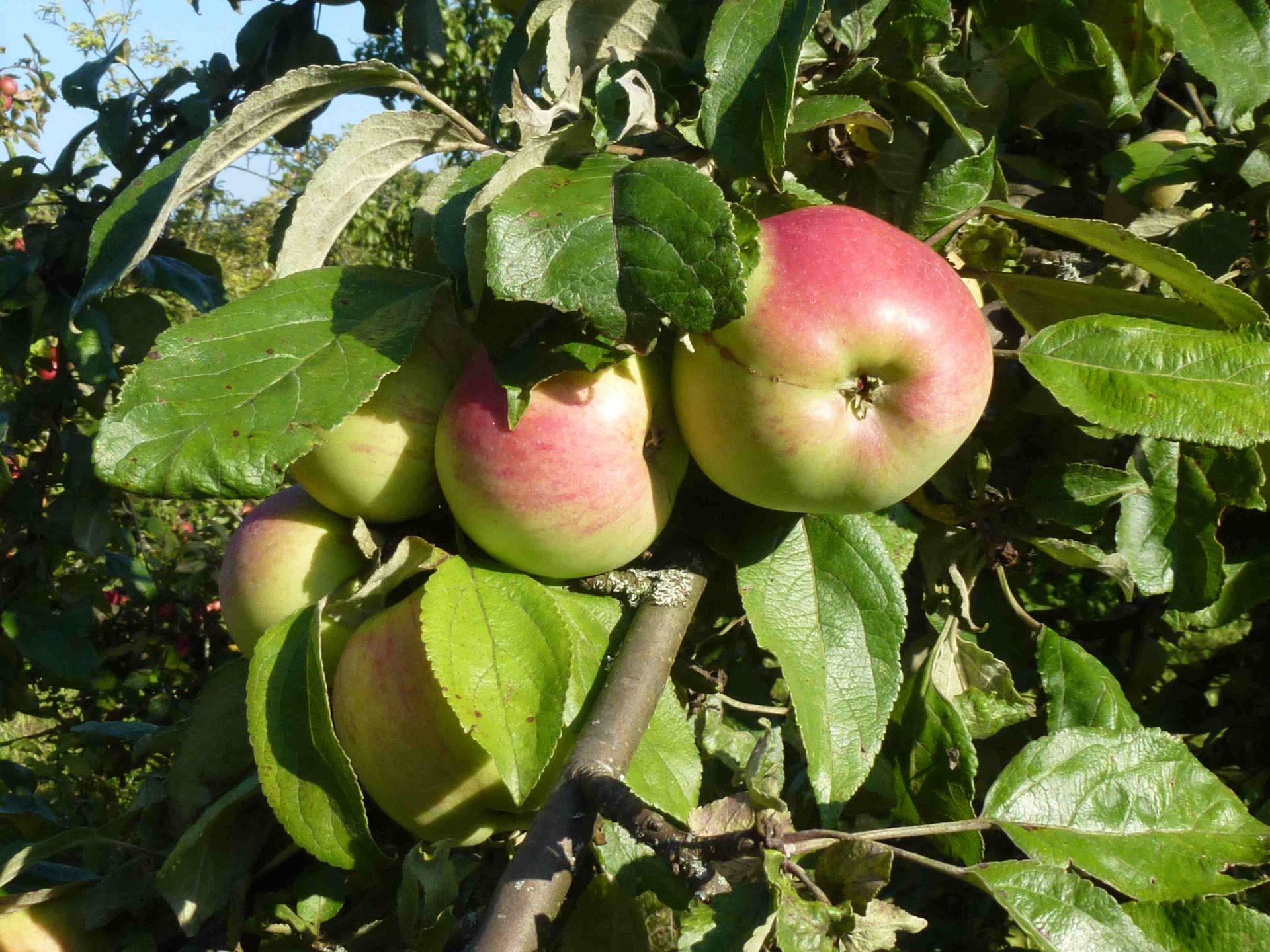 Sortenerhaltung Äpfel (und Birnen ...) Sortenerhaltung