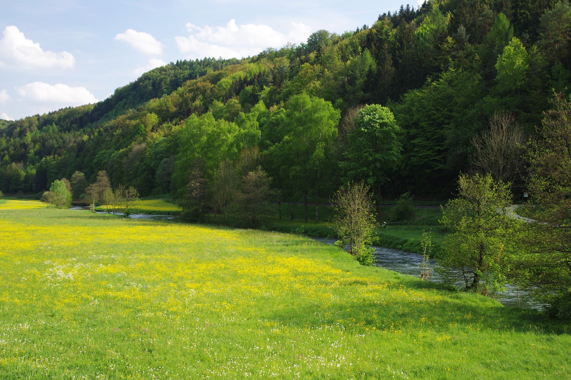 Feucht- und Talwiesen im Landkreis Forchheim