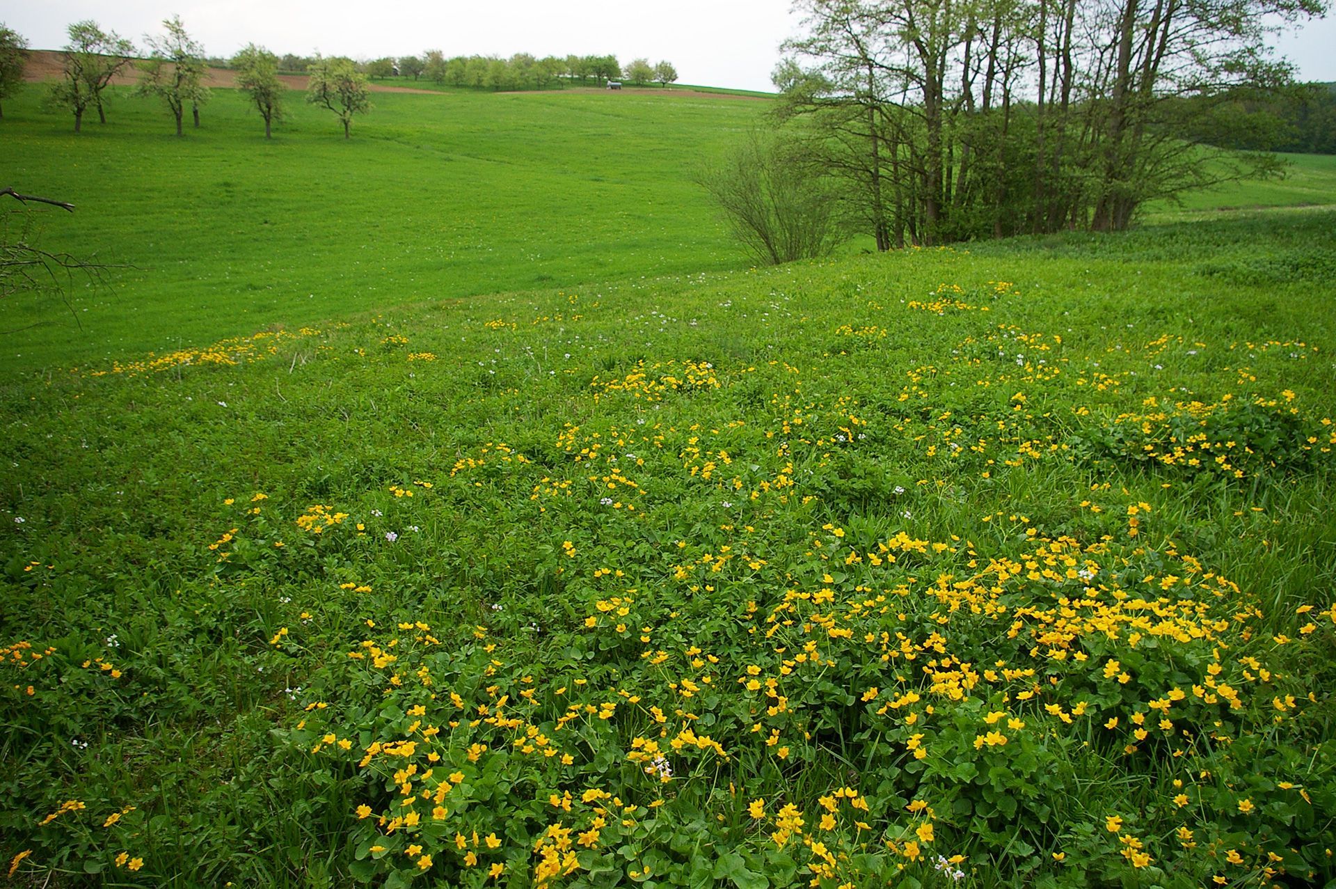 Talwiesen im Landkreis Forchheim