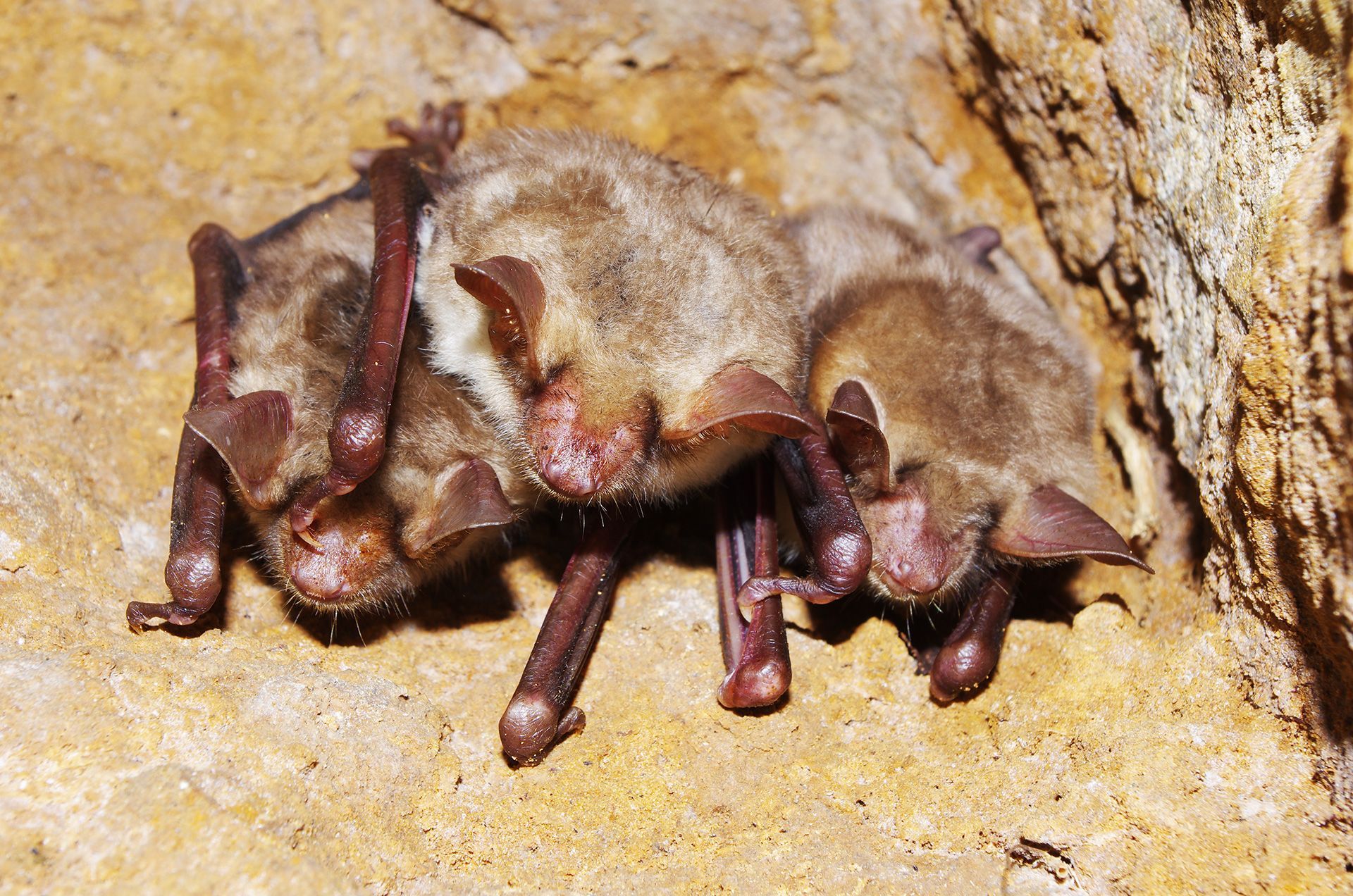 Großes Mausohr, Fledermaus im Landkreis Forchheim