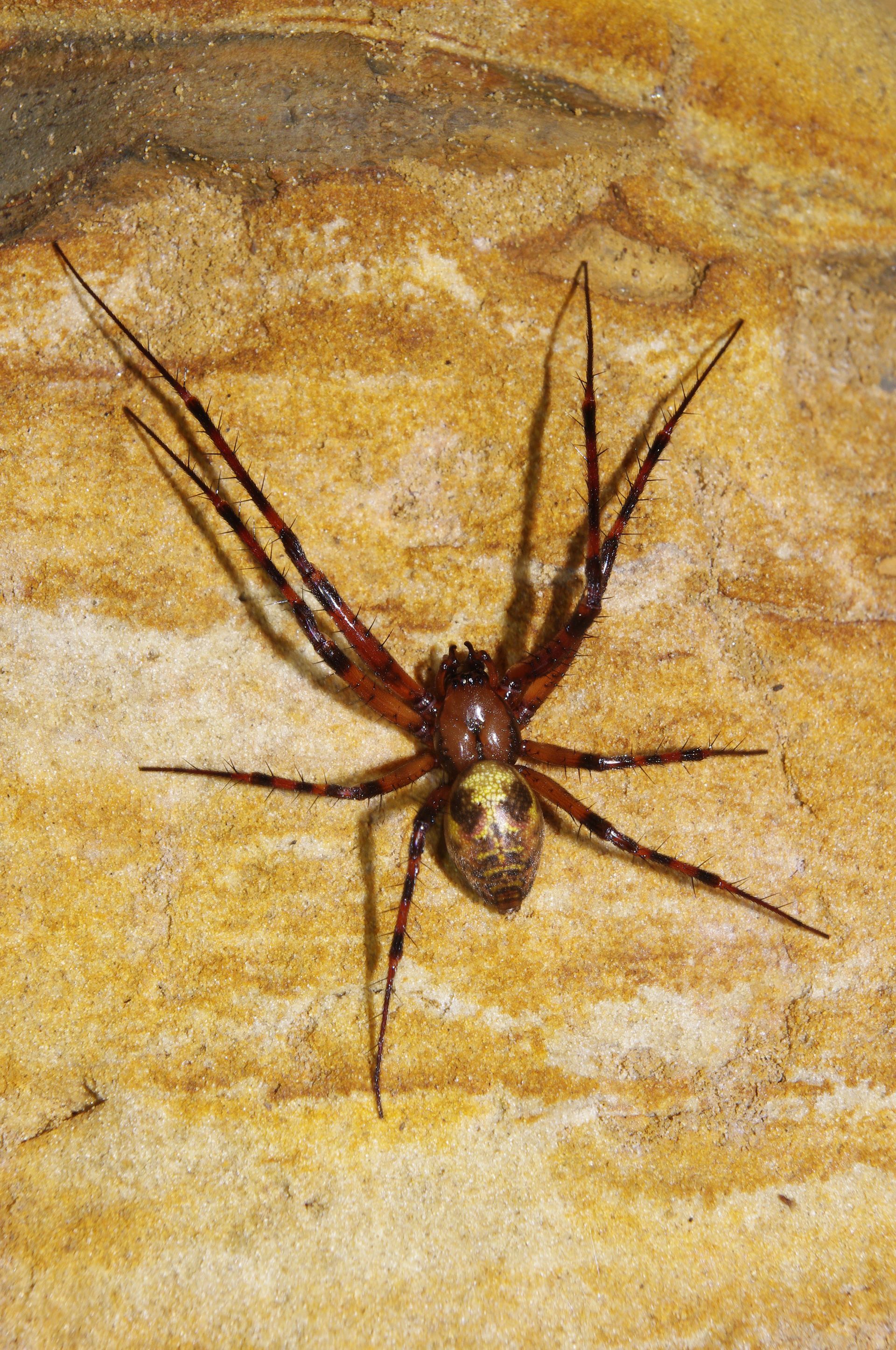 Große Höhlenspinne im Landkreis Forchheim