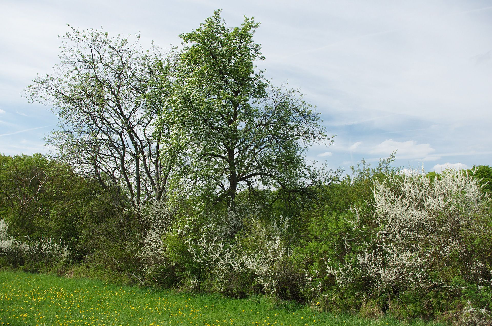 Hecken und Feldgehölze im Landkreis Forchheim