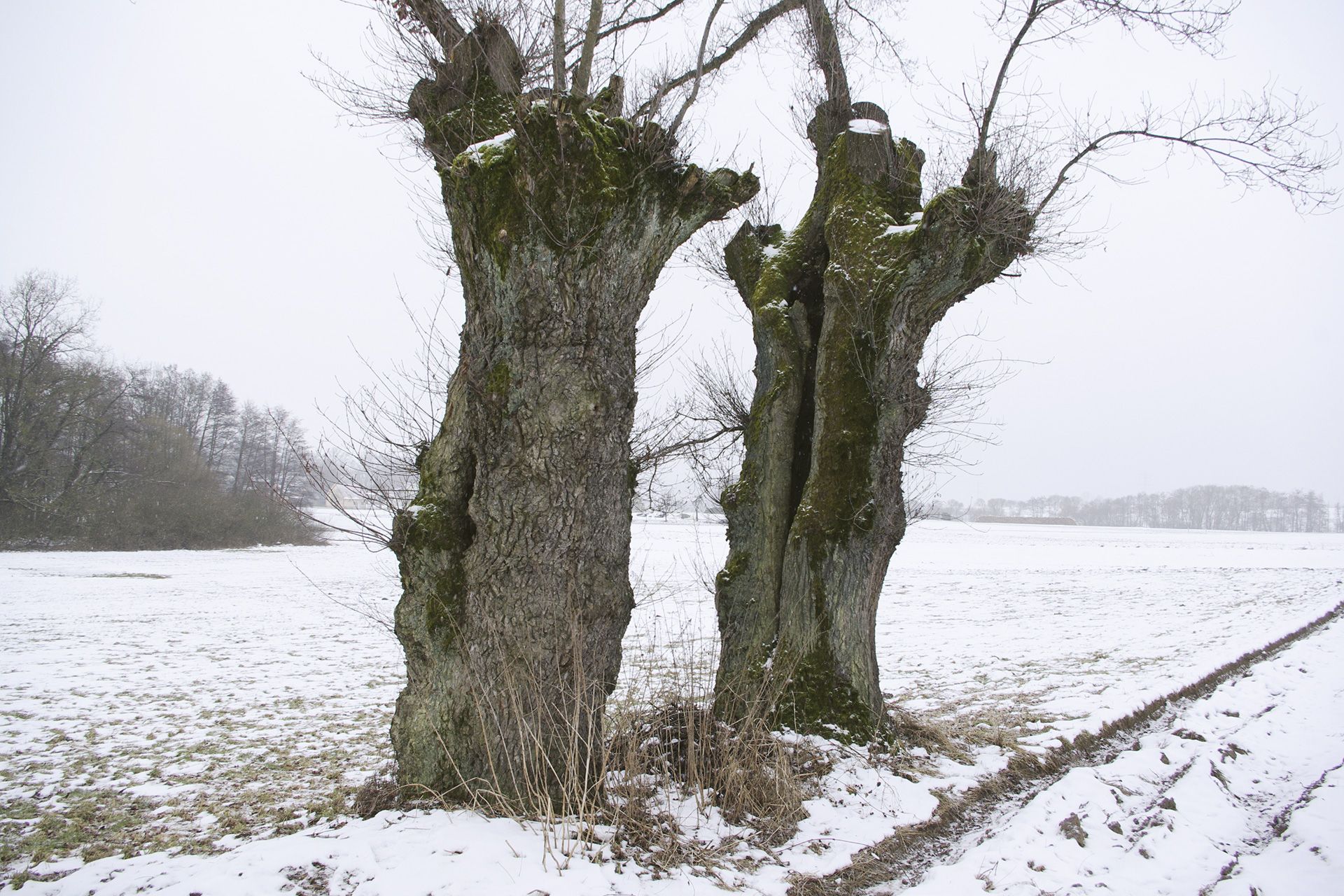 Hetzleser Berg - KopfeichenLand