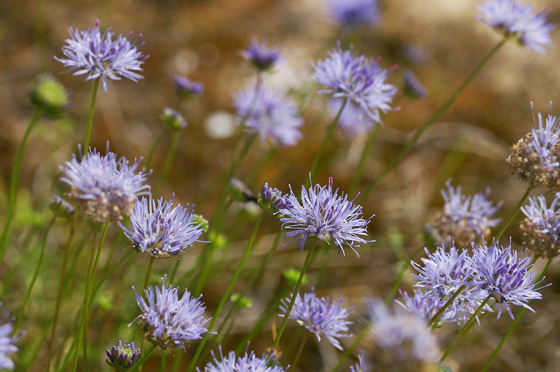 Sandrapunzeln (Jasione) im Landkreis Forchheim