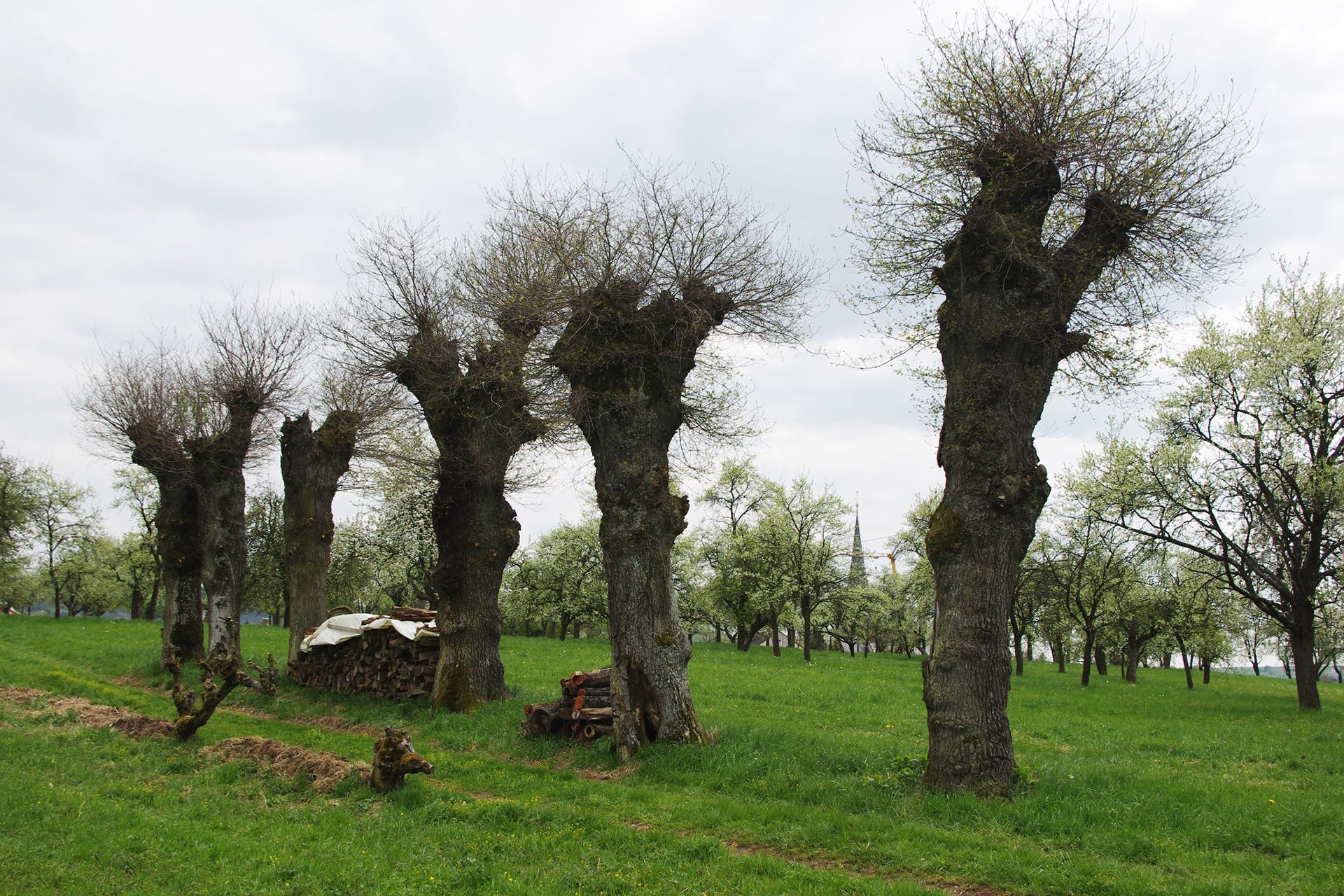 Kopfeichen die Biotopbäume im Landkreis Forchheim