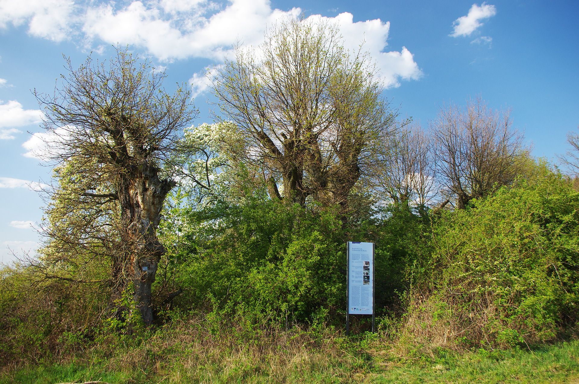 Rundwanderweg Kopfeichenland