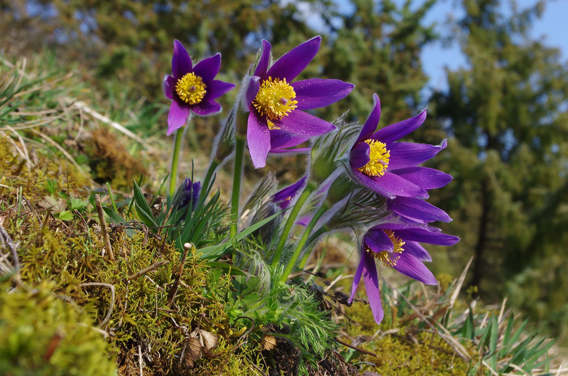Küchenschelle