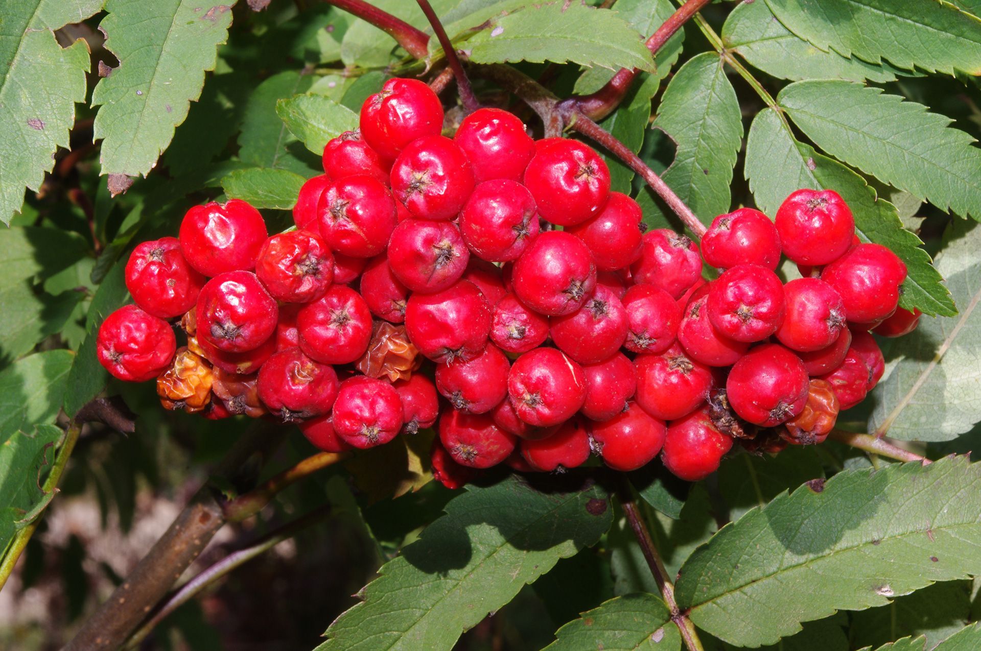 Mehlbeeren