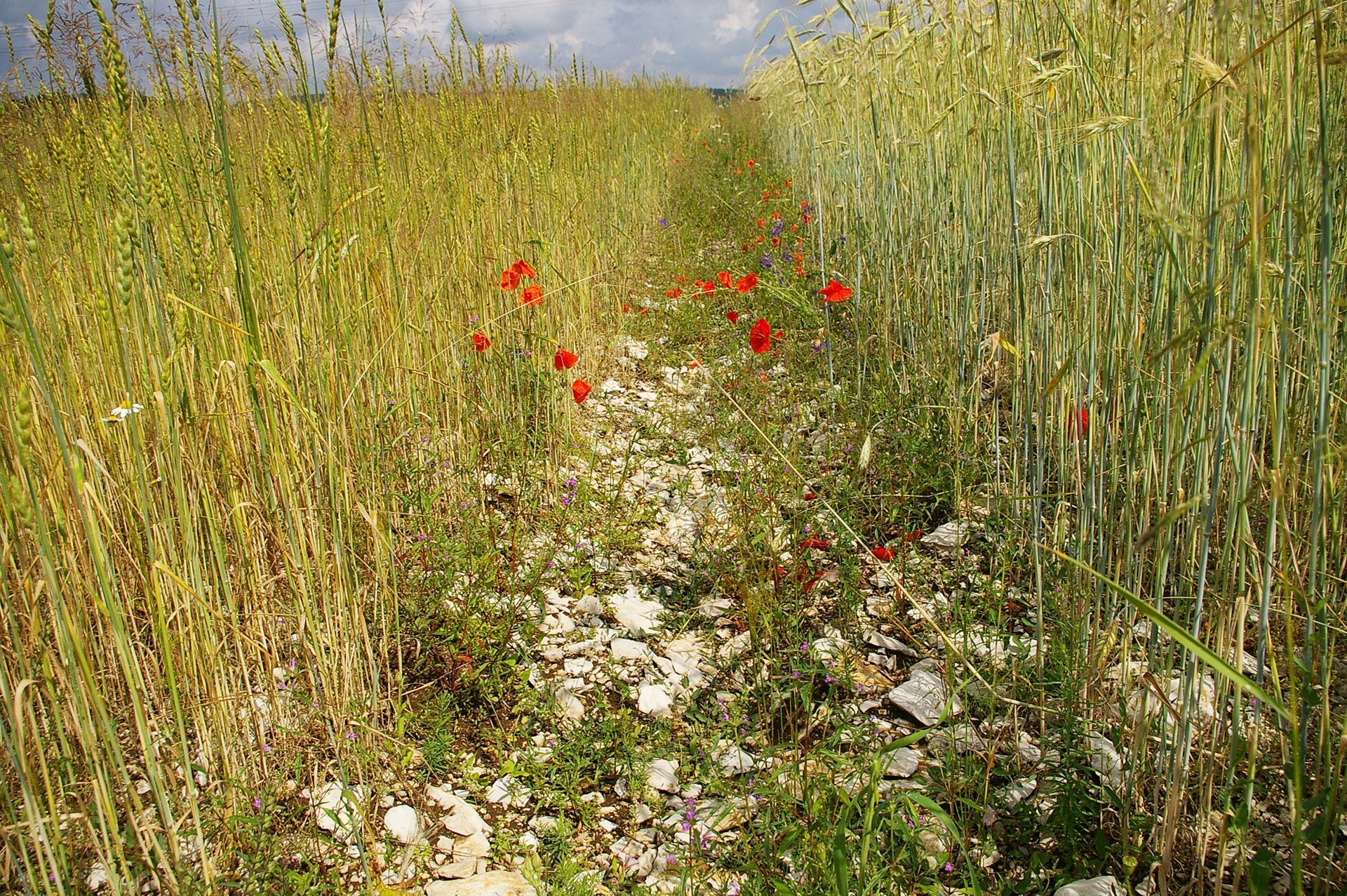 Ackerwildkräuter
