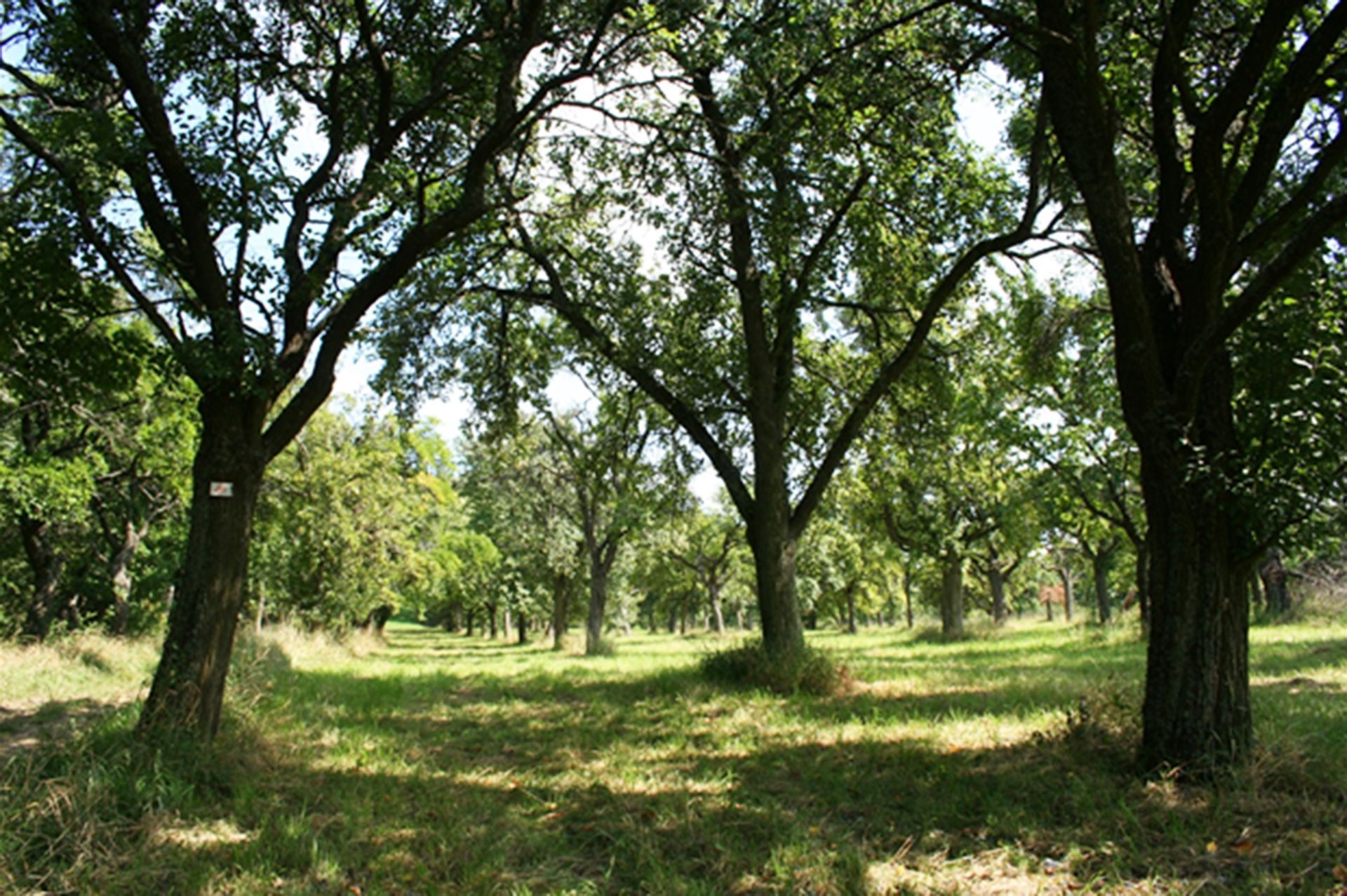 Streuobstwiesen in der Blüte Streuobstwiesen in der Blüte