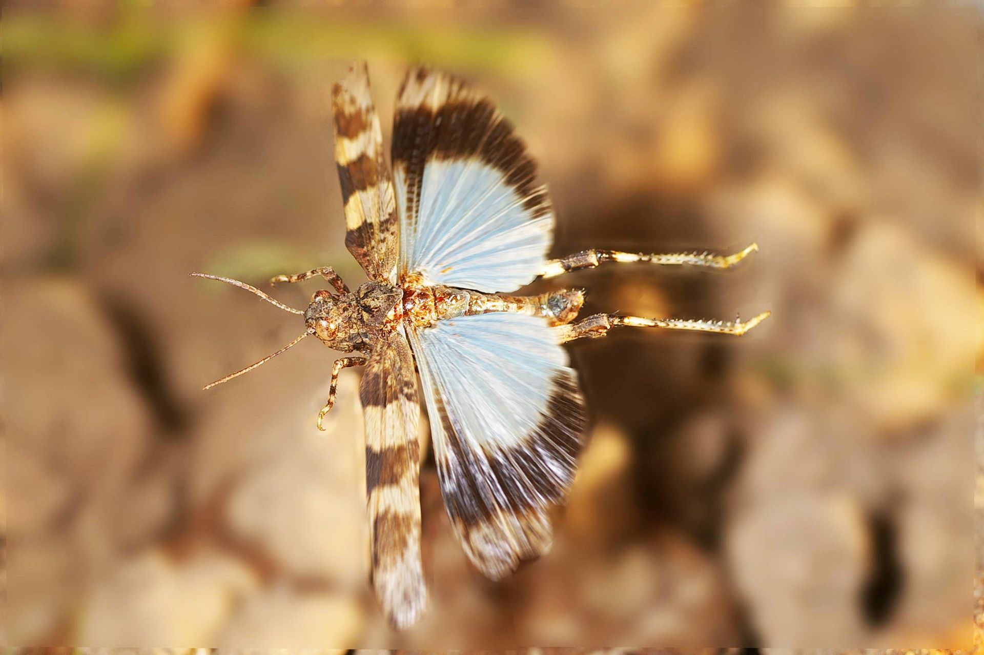 Blauflügelige Ödlandschrecke im Landkreis Forchheim