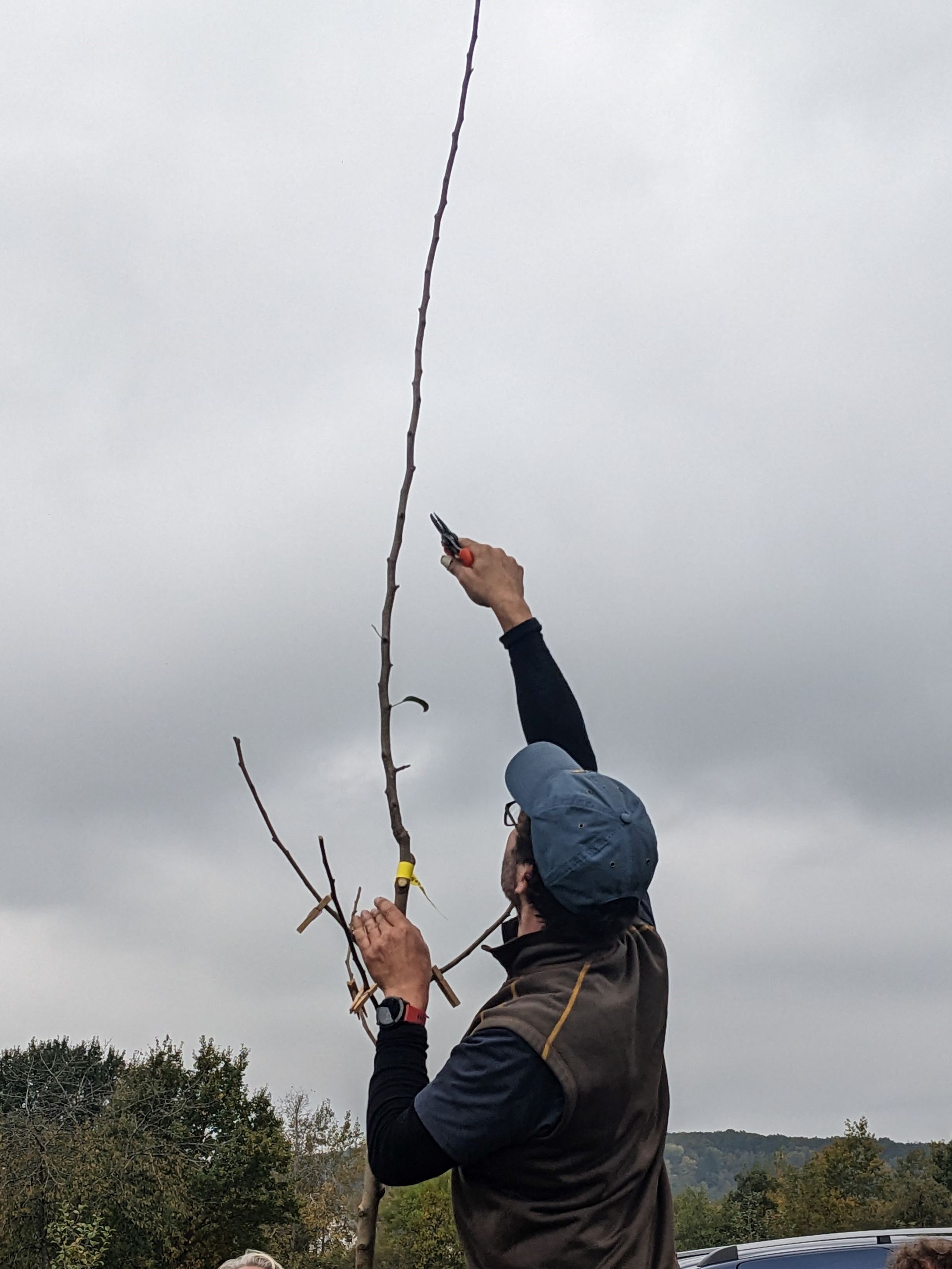 Obstbaumschnitt (Streuobst), nach der Pflanzung.