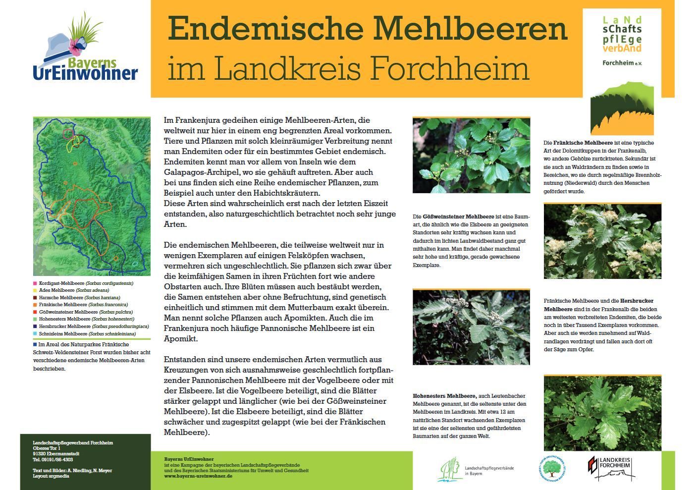Schautafeln Mehlbeeren im Landkreis Forchheim