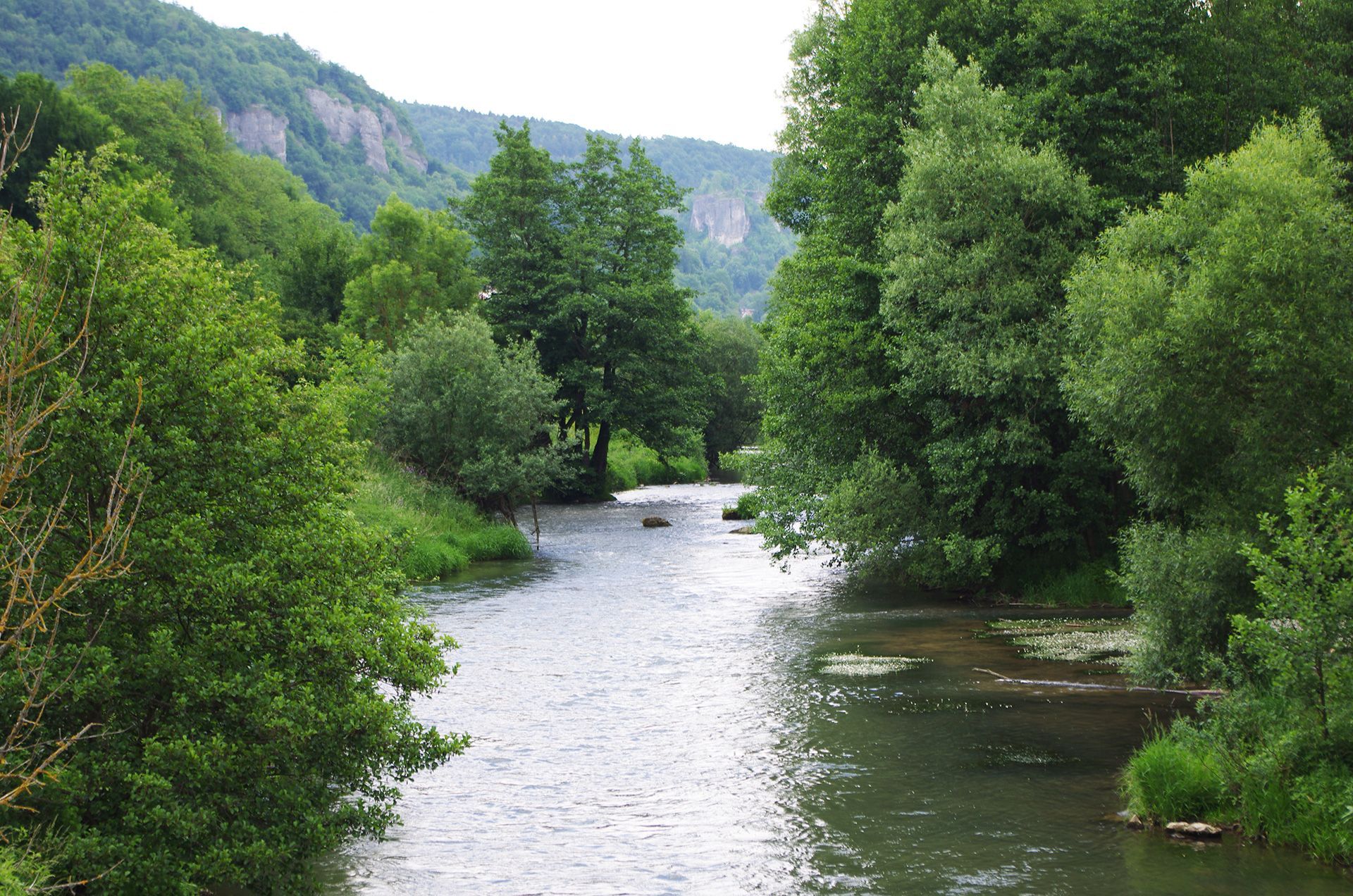 Wiesentforelle in einheimischen Gewässern im Landkreis Forchheim