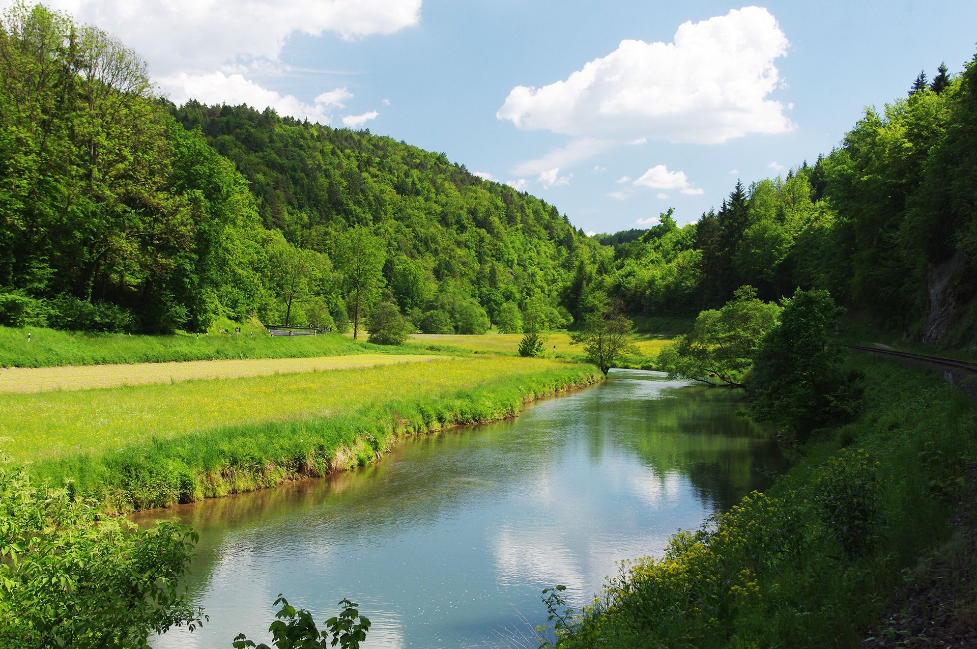 Wiesentforelle in einheimischen Gewässern im Landkreis Forchheim