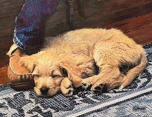 Two fluffy dogs sleeping curled together on a patterned rug next to a person’s shoe.