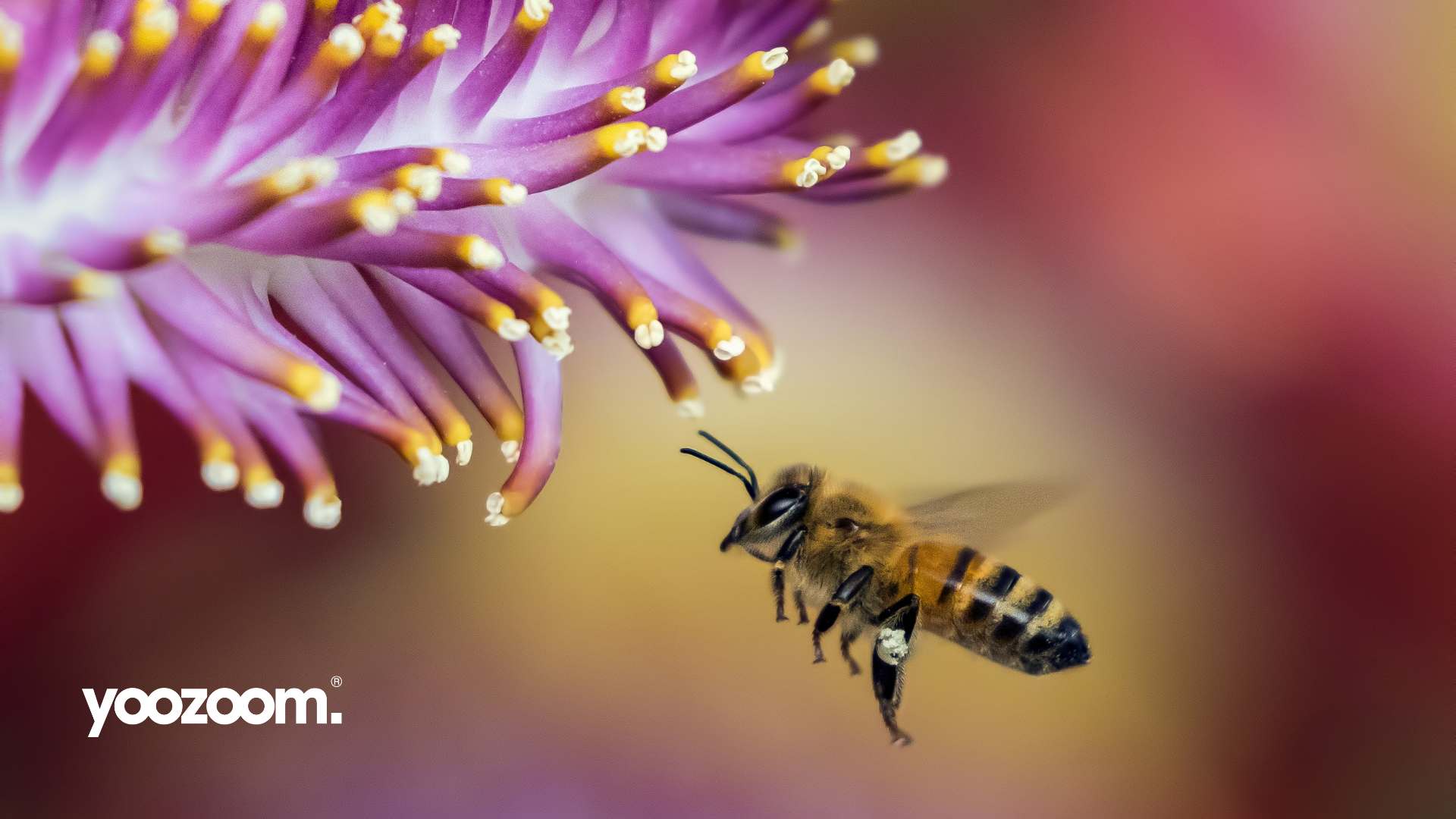 Unified communications: what can we learn from bees? Unified communications: what can we learn from bees?