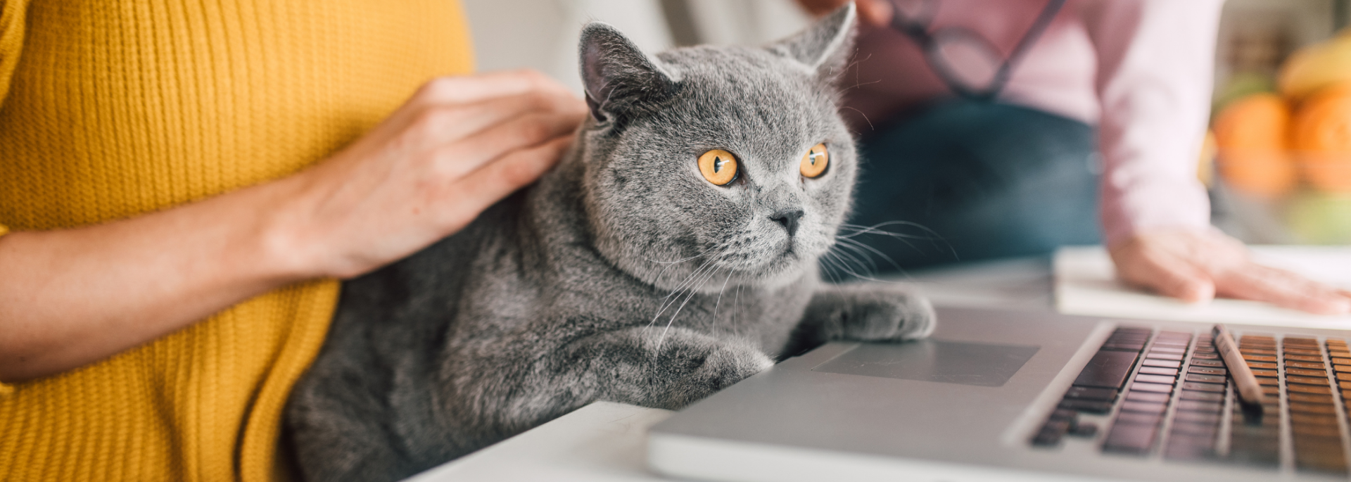 Working from home certain has some puuurks How to provide IT support for home workers