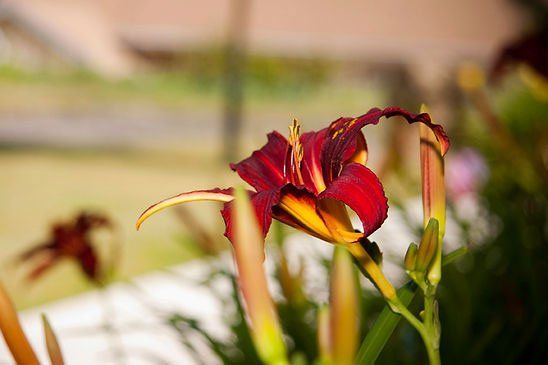 Natural Landscaping – Cheney, WA – Cheney Care Center