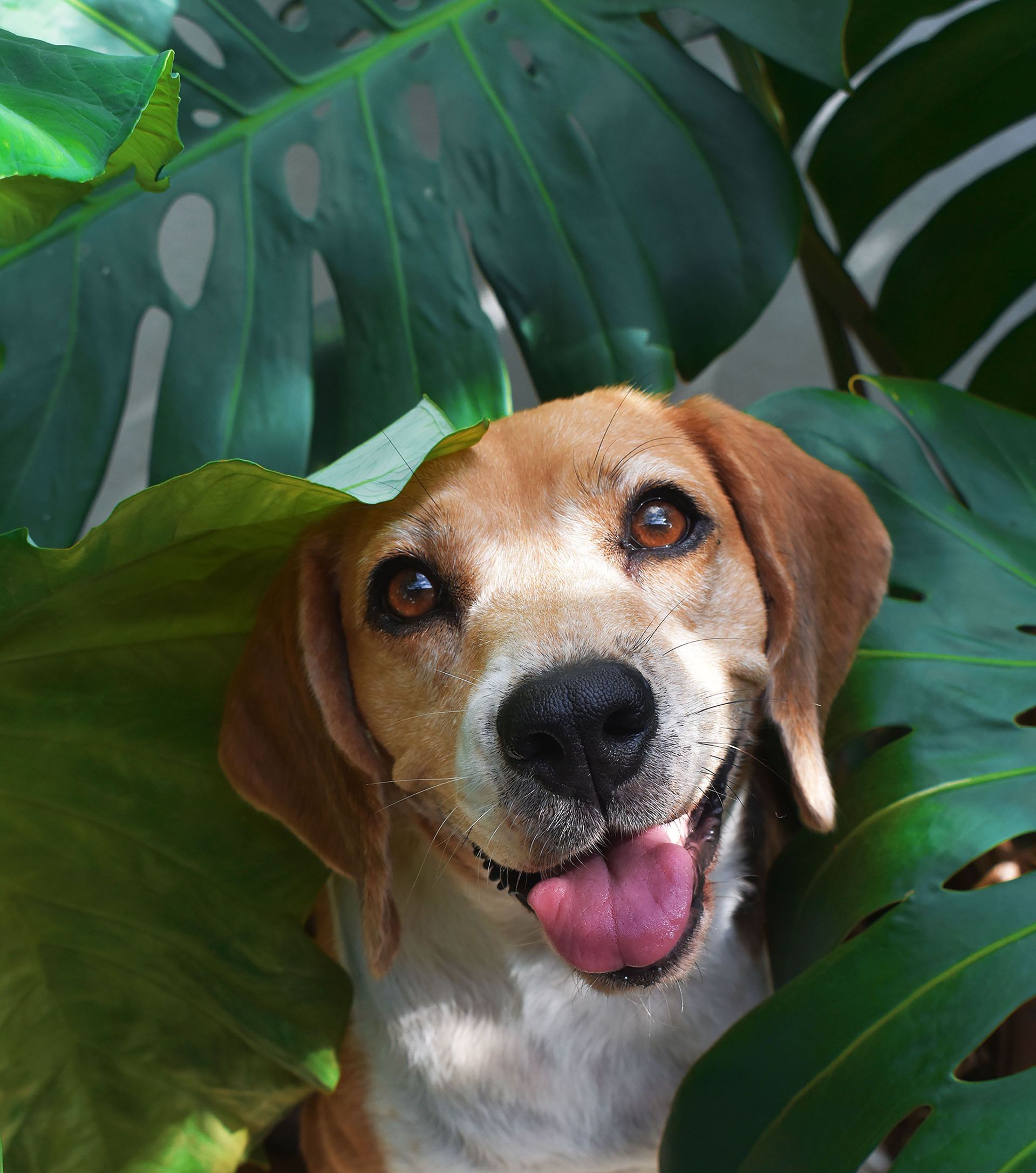 Beagle with tongue out, peeking through lush green tropical leaves.