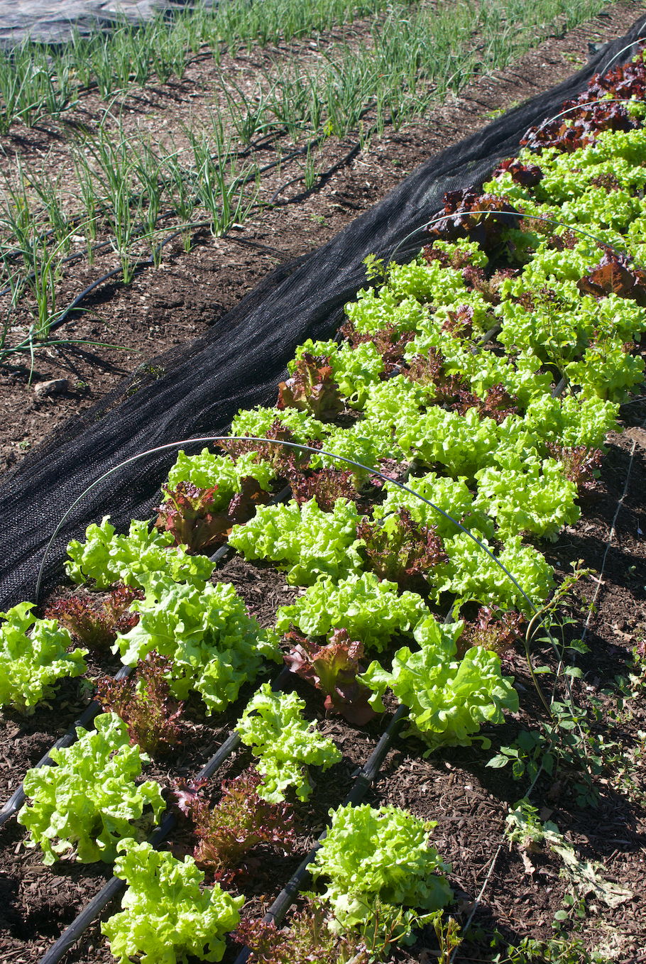 A field of bright green lettuce planted in the grown