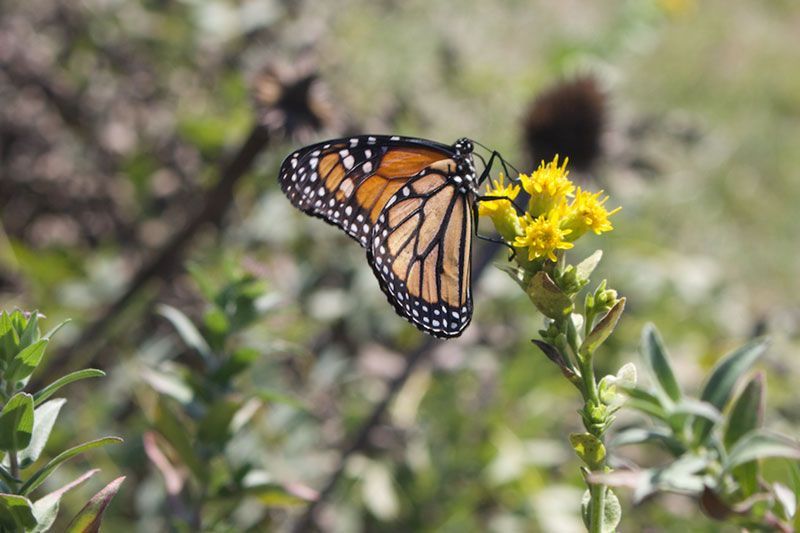 monarch butterfly sitting on yellow wildflowers