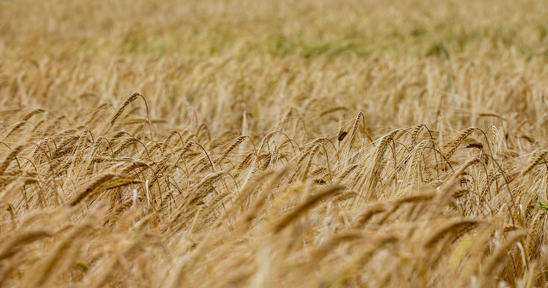 close up of wheat field