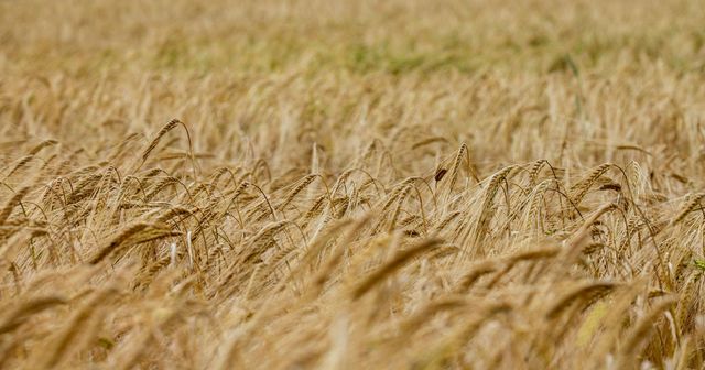 close up of wheat field
