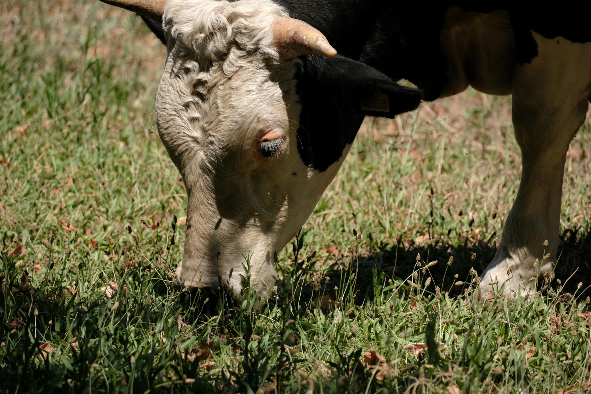 cow eating in a field