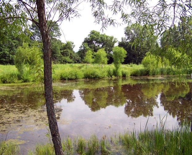 A picture of a pond that is filled with water and has lots of vegetation around it
