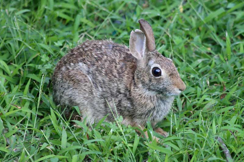 brown rabbit sitting in grass
