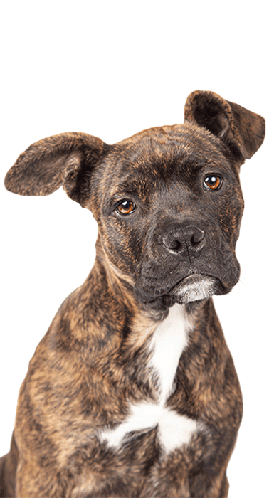 Save a staffy today