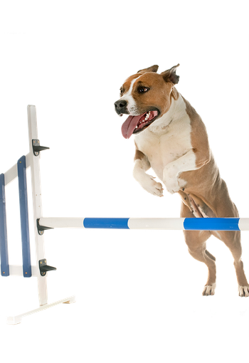 Staffy escaping from fence