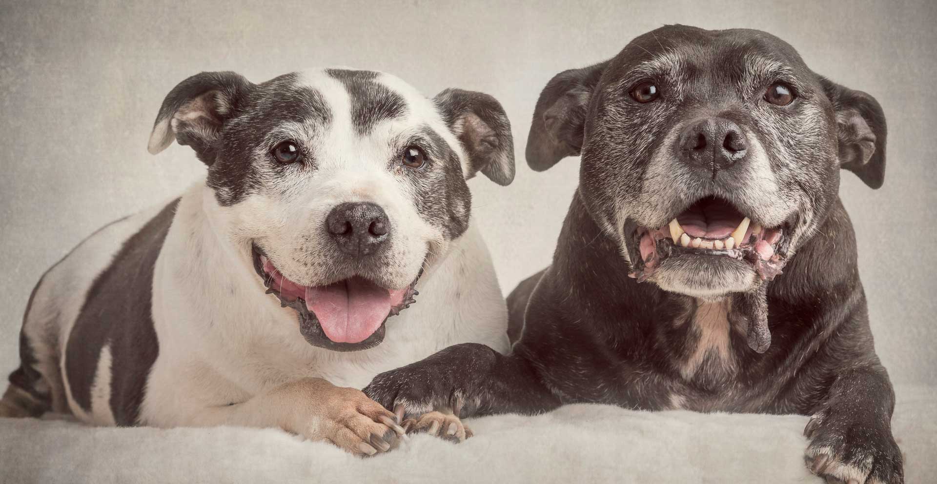 Max and Jenny - rescue staffies Max and Jenny - rescue staffies