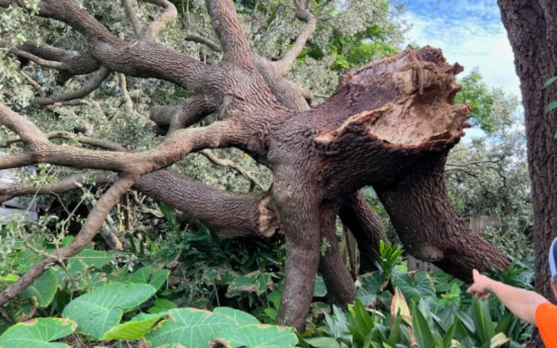 storm damaged tree in Metairie, La