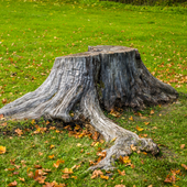 Pole Moss