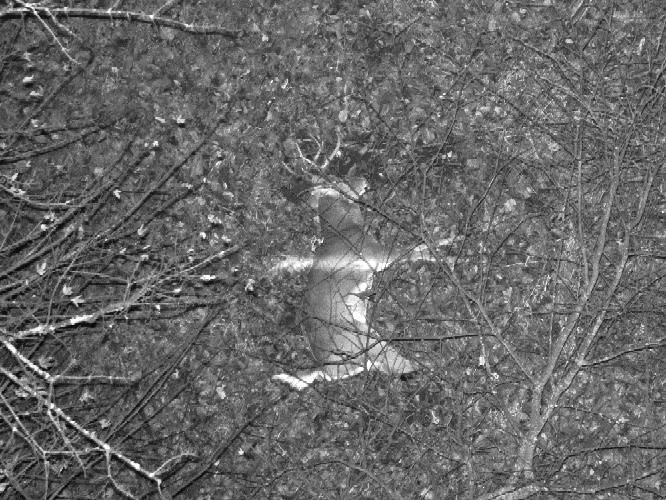 Located a deer for a client