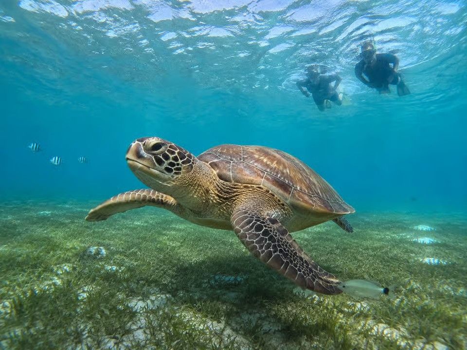 Marsa Alam Sunset Snorkeling Trip