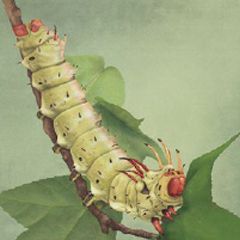 gynandromoph hickory-horned
devil caterpillar feeding on
sweetgum. Artwork © 2019
Diana Marques