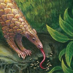 Detail of the monograph frontispiece. ©2016 Julia Morgan Scott, for Smithsonian Institution.