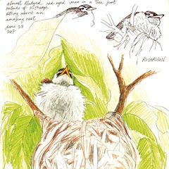 Drawing of the red-eyed vireo fledgling outside of Kittredge/registration; ©2017 Robin Carlson