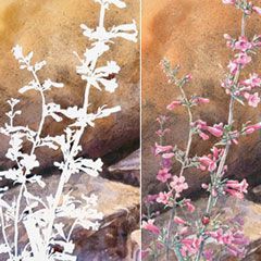 The use of masking fluid allows for precise detail. © Linda M. Feltner