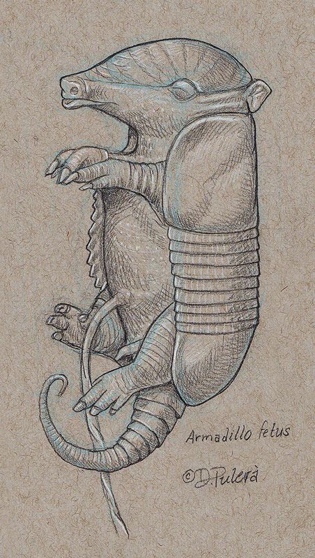 Armadillo fetus study: graphite pencil on toned paper with colored white pencil highlights. ©Dino Pulerà