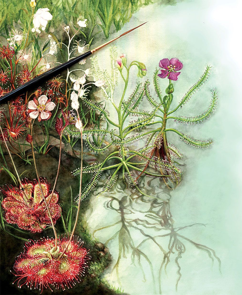 India's three native sundew species.