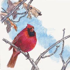 Cardinal on a branch, ©Sandy Williams