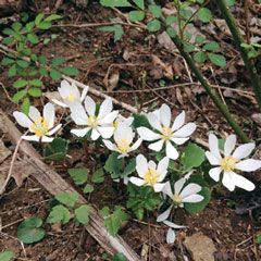 Bloodroot; photo ©Dr. Amy Boyd