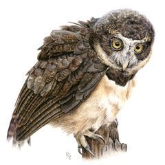 Spectacled Owl ©2106 Rebecca Gelernter Watercolor