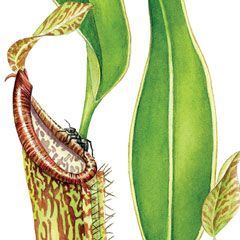 Detail: Pitcher Plant (Nepenthes copelandii) and ants. Watercolor on paper 9 x 20 in., ©Vicky Earle