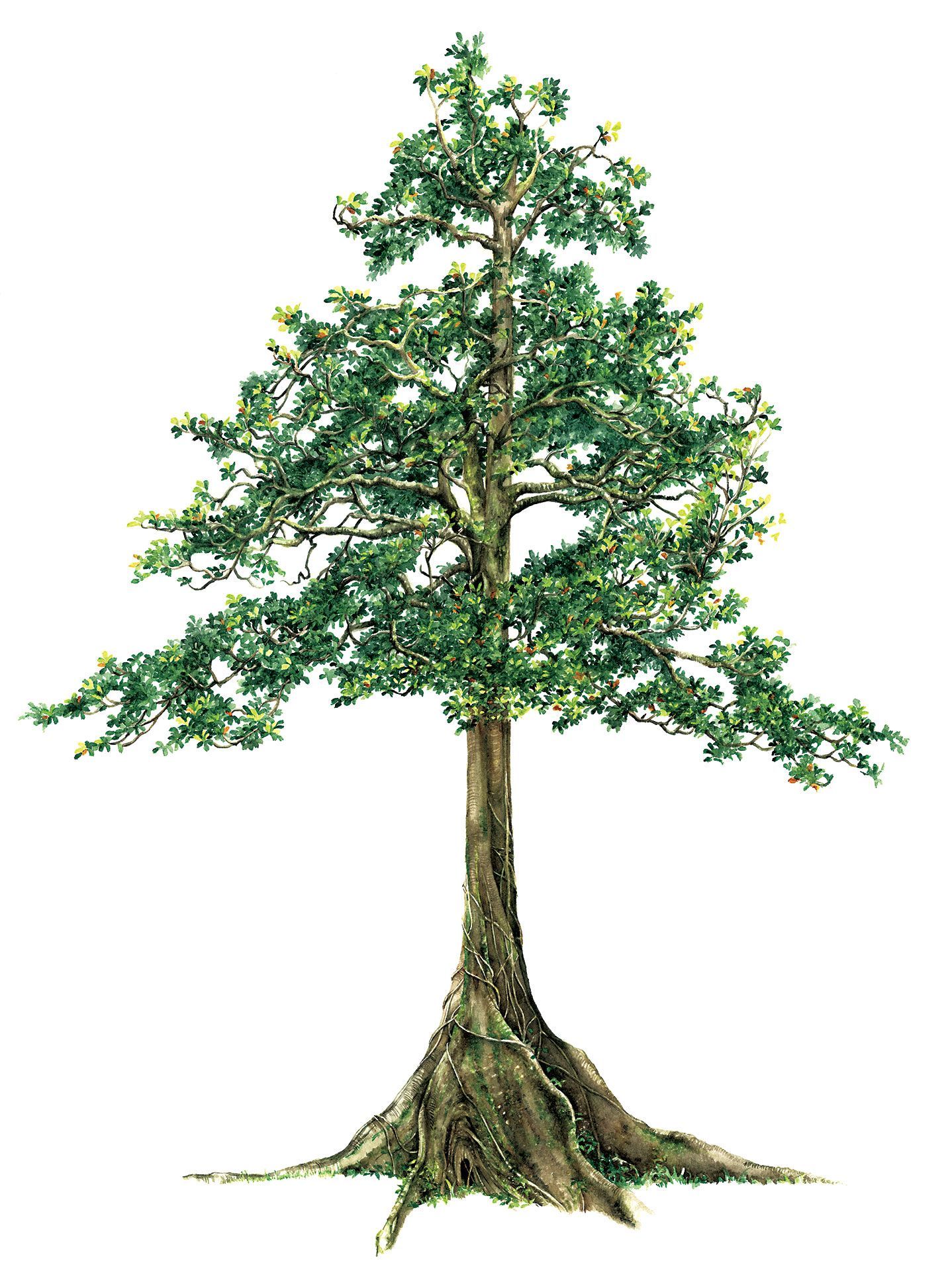 Elaeocarpus tuberculatus final painting from the book Pillars of Life: Magnificent Trees of the Western Ghats.